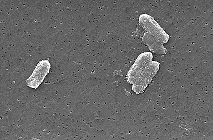 柠檬酸杆菌中的铀浓度可以比周围环境高出300倍。