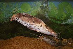 Clarias angolensis in Minsk Zoo 02.JPG