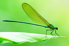 Clear-winged Forest Glory 06863.jpg