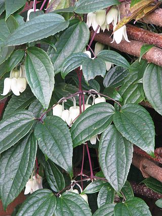 <i>Clematis urophylla</i> Species of vine