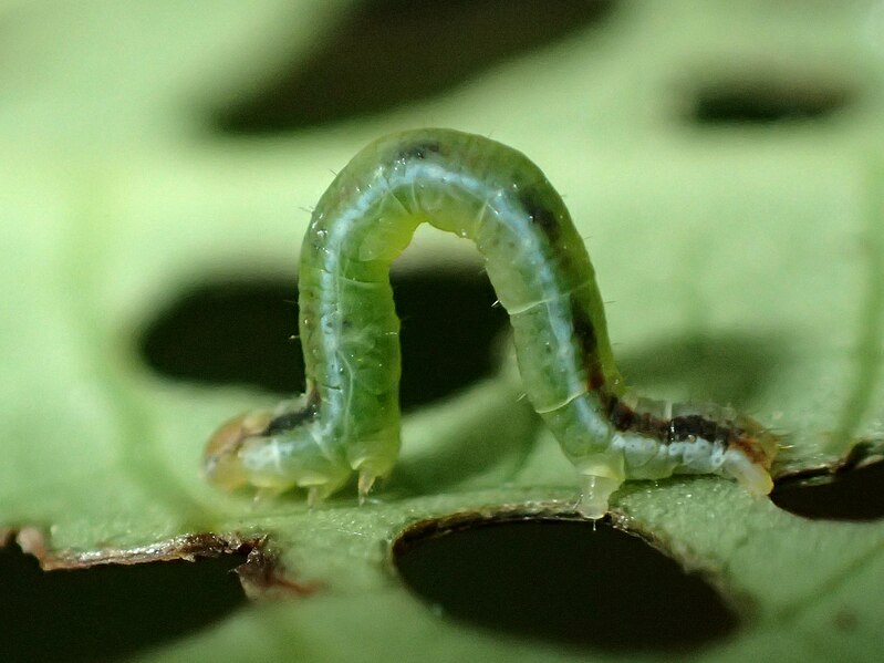 File:Cleora scriptaria larva by Tony Wills.jpg