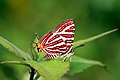 * Nomination Close wing Basking of Spindasis lohita (Horsfield, 1829) - Long-banded Silverline --Sandipoutsider 00:49, 8 March 2024 (UTC) * Promotion  Support Good quality. --MB-one 10:42, 8 March 2024 (UTC)