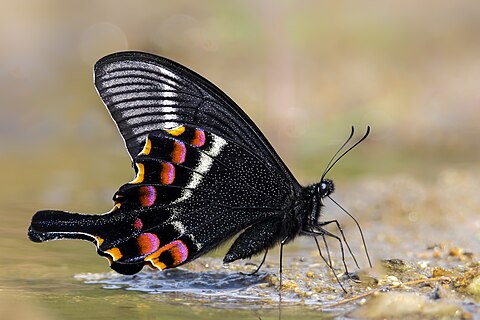 Close wing moisture sucking and peeing activity of Papilio krishna (Moore, 1858) - Krishna Peacock