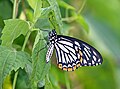 * Nomeação Closed wing lateral basking position of Papilio clytia Linnaeus, 1758 - Common Mime form dissimilis. By User:Rijuroy89 --Atudu 11:17, 23 May 2024 (UTC) * Revisão necessária