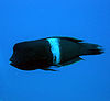 Clown wrasse coris aygula.JPG