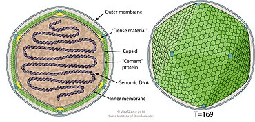 Schematic drawing of a Coccolithovirus virion (cross section and side view) Coccolithovirus virion.jpg