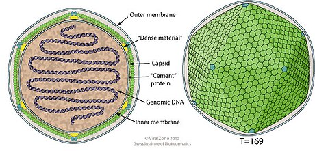 Coccolitovirus