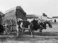 Přeprava kávy v Antigua Guatemala, 1910