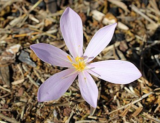 <i>Colchicum micranthum</i> Species of plant in the family Colchicaceae