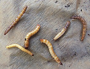 Wireworms, the larvae of click beetles, kill barley seedlings.