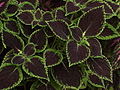 Coleus sp.5.jpg