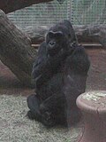 Thumbnail for Colo (gorilla)