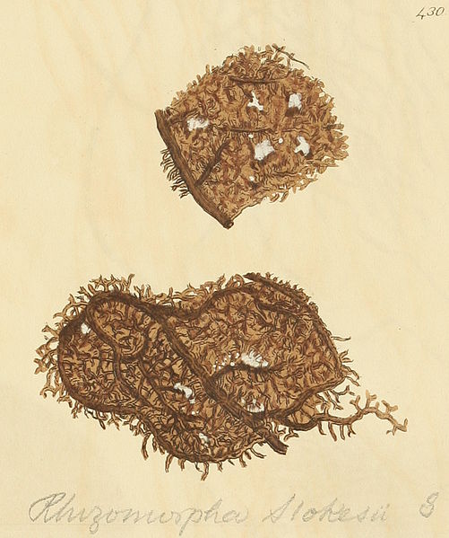 File:Coloured Figures of English Fungi or Mushrooms - t. 430.jpg