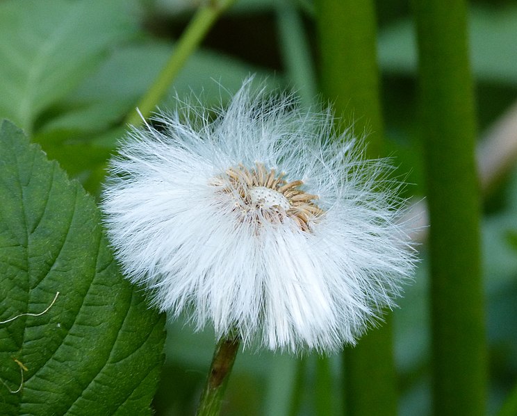 File:Coltsfoot Seedhead. Tussilago farfara (34293811240).jpg