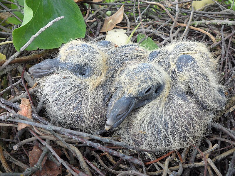 File:Columba palumbus altricials 2.jpg