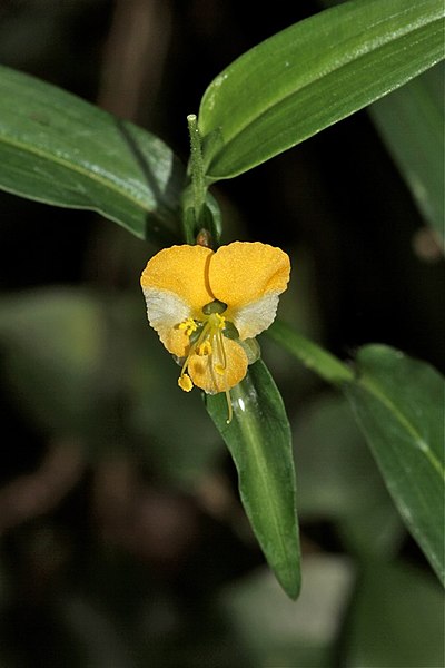 File:Commelina sp. (Commelinaceae) (4803880001).jpg