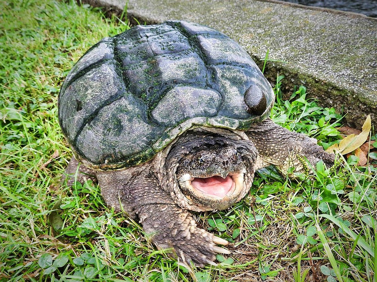 Смешная Каймановая черепаха