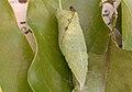 Commonjay pupa sec.jpg