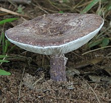 Coniolepiota Fungus 460292.jpg