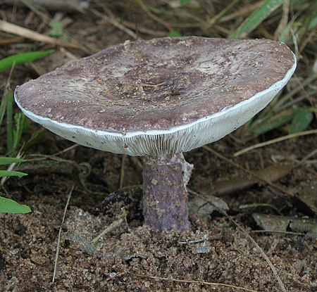 Coniolepiota