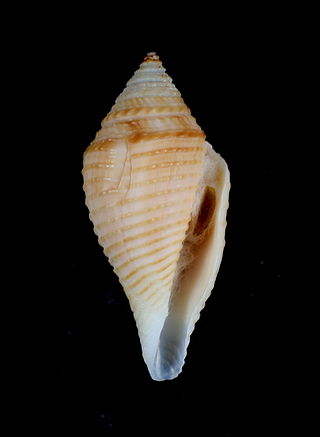 <i>Pseudoconorbis</i> Genus of gastropods