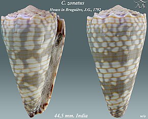 Descrierea imaginii Conus zonatus 2.jpg.