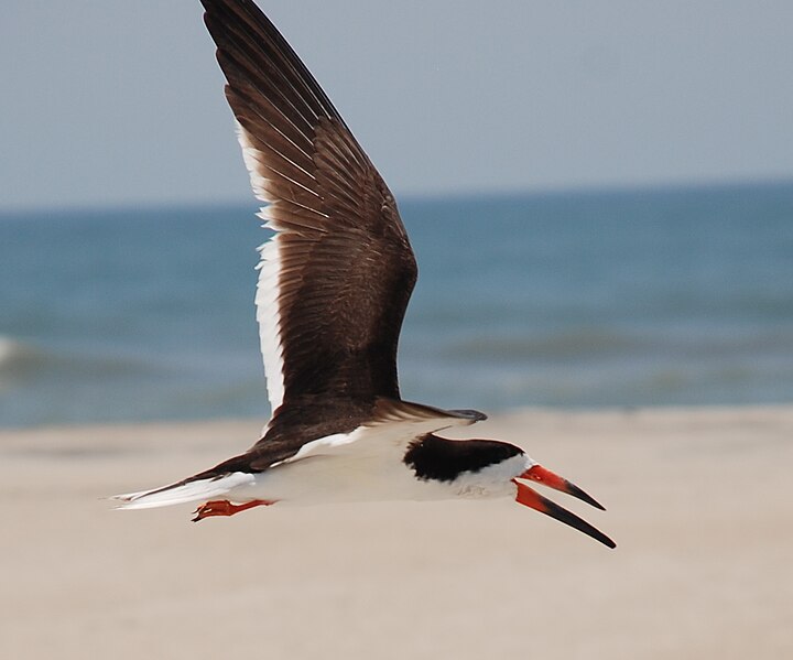 File:Core Banks - Black Skimmer - 07.JPG