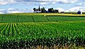 Corn Fields, Iowa Farm 7-13 (15277889101).jpg