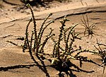 Miniatura per Cornulaca monacantha