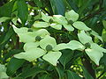 Cornus kousa var. chinensis