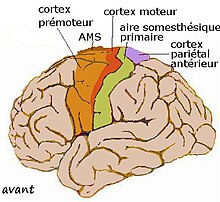 Cortex Moteur Wikipedia