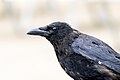 * Nomination Portrait of a carrion crow (Corvus corone) in Gennevilliers, France. --Alexis Lours 18:55, 28 October 2023 (UTC) * Promotion  Support Good quality. --Pdanese 02:17, 29 October 2023 (UTC)