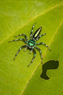 <i>Cosmophasis micans</i> Species of spider