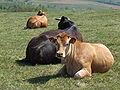 * Nomination Cows in polish mountain (Masyw Śnieżnika, Glatzer Schneegebirge) near town Międzylesie (Mittelwalde) --Pudelek 13:21, 18 June 2009 (UTC) * Promotion OK --Ianare 00:32, 25 June 2009 (UTC)