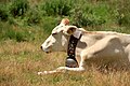 Cows on Simplonpass July 2023