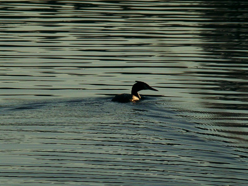 File:Crested Grebe - panoramio.jpg