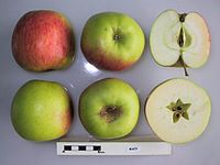 Cross section of Macy, National Fruit Collection (acc. 1922-021) .jpg