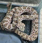 A living Crotalus viridis, or prairie rattlesnake Crotalus viridis nuntius.jpg