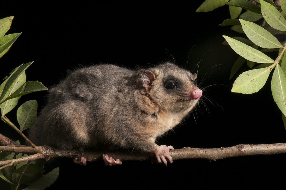 The average adult weight of a Tate's woolly mouse opossum is 112 grams (0.25 lbs)