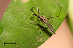 Thumbnail for File:Culex sp..jpg