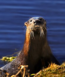 12+ River Otter Colorado