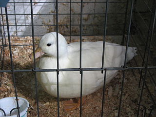 <span class="mw-page-title-main">Call duck</span> Breed of domestic duck