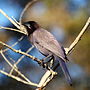 Miniatura para Cyanocorax cyanomelas