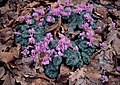 Cyclamen coum