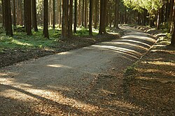 DSC05537a-Feinschotterweg.jpg