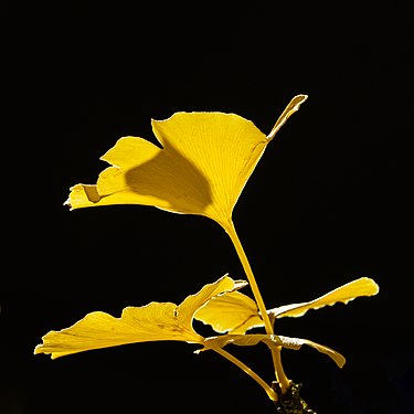 Yellow Ginkgo biloba leaves - vivid translucent illumination by autumn sunlight