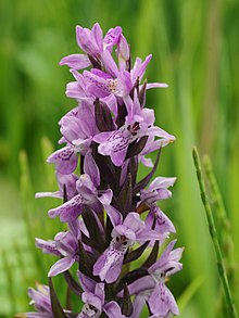 Dactylorhiza praetermissa (fleurs) .jpg