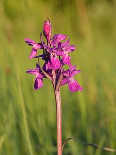 <i>Dactylorhiza russowii</i> Species of flowering plant