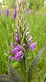 Dactylorhiza x braunii Germany - Hinterzarten