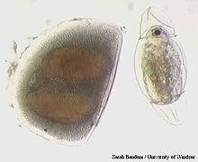 Эфиппиум Daphnia (Daphnia) и новорождённая самка, только что вылупившаяся из покоящегося яйца